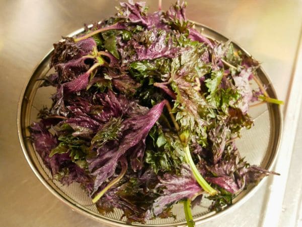赤紫蘇ジュースを作るために洗ってザルに上げた赤紫蘇の葉の画像。