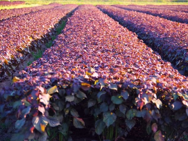 赤紫蘇が整然と植えられている美しい赤紫蘇畑の画像。
