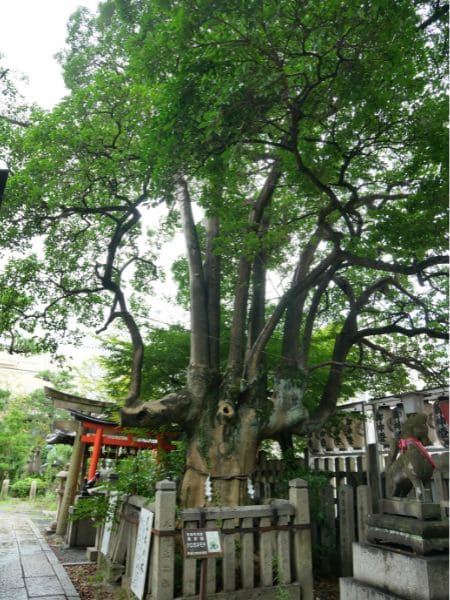 京都・東山にある満足稲荷神社の御神木（クロガネモチ）